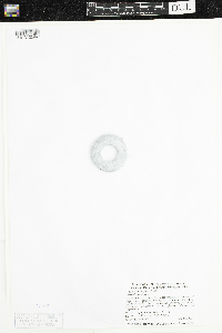 Media resource of Heteranthera dubia