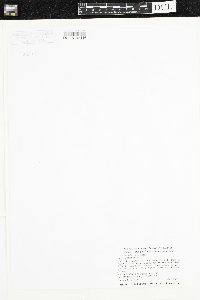 Heteranthera dubia image