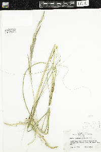 Spartina pectinata image