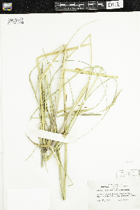 Spartina pectinata image