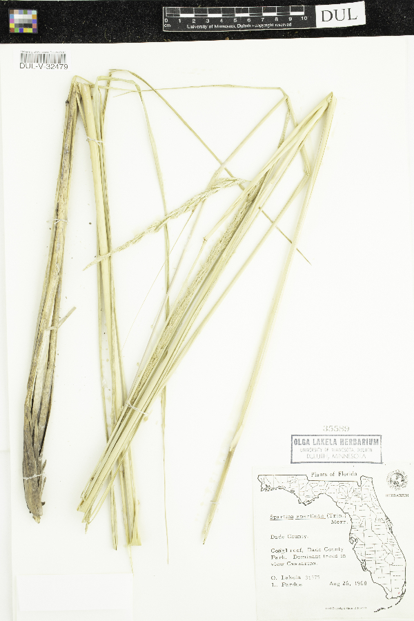 Spartina spartinae image