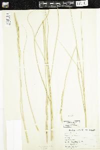 Spartina patens image