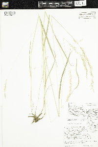 Sphenopholis intermedia image