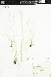 Sphenopholis intermedia image