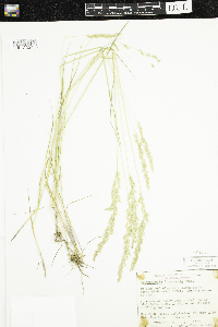 Sphenopholis intermedia image