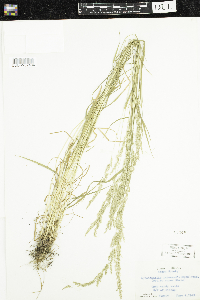 Sphenopholis intermedia image