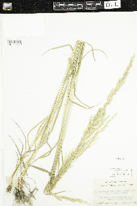 Sphenopholis intermedia image