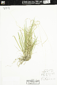 Sphenopholis intermedia image