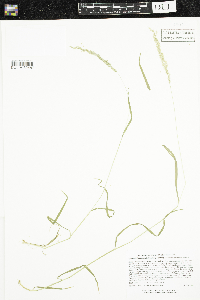 Sphenopholis intermedia image