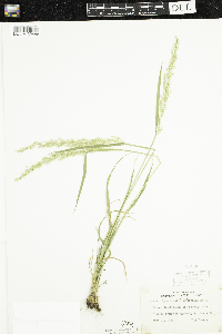 Sphenopholis intermedia image