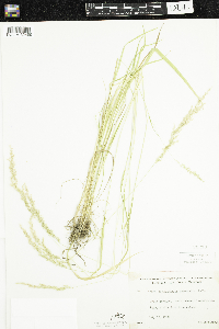 Sphenopholis intermedia image