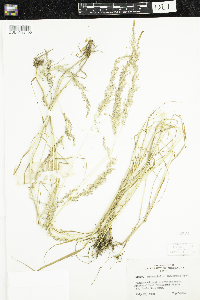 Sphenopholis intermedia image