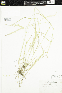 Sphenopholis intermedia image