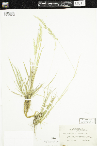 Sphenopholis intermedia image