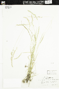 Sphenopholis intermedia image