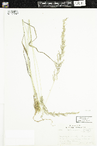 Sphenopholis intermedia image