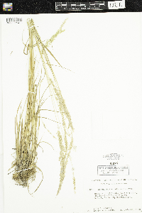 Sphenopholis intermedia image