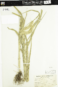 Media resource of Setaria versicolor