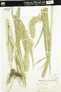 Media resource of Setaria macrochaeta