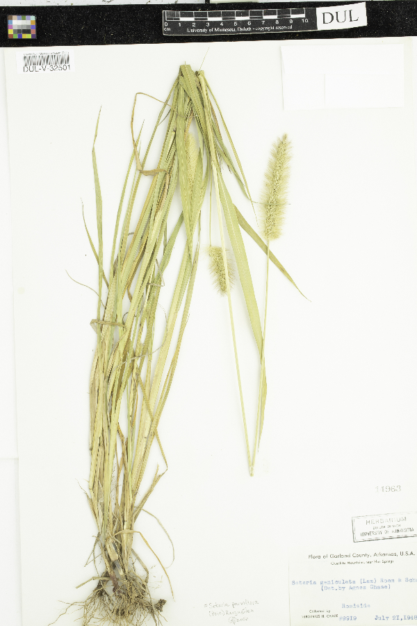 Setaria geniculata image
