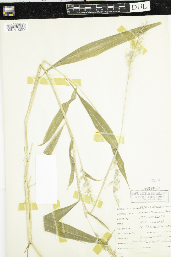 Setaria barbata image