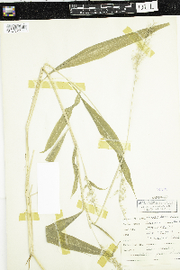 Media resource of Setaria barbata