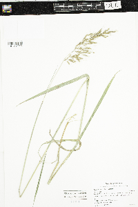 Sorghastrum nutans image