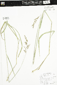 Sorghastrum nutans image
