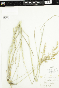 Sorghastrum nutans image