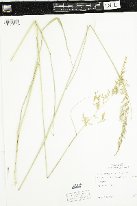 Sorghastrum nutans image
