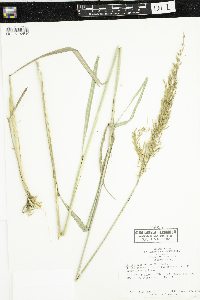 Sorghastrum nutans image