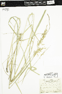 Sorghastrum nutans image