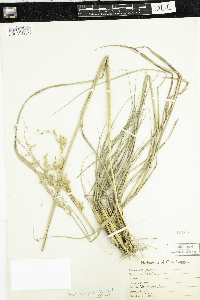 Sorghastrum nutans image