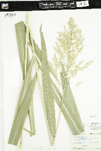 Sorghum bicolor subsp. drummondii image