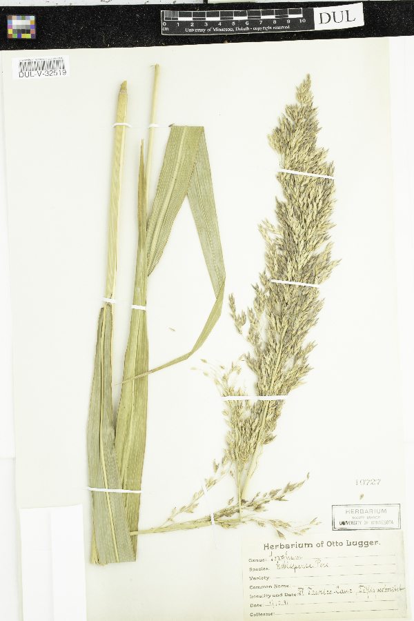 Sorghum halepense image