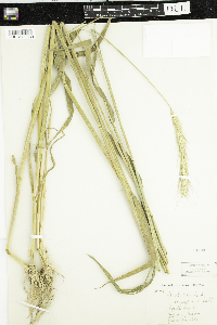 Secale cereale image