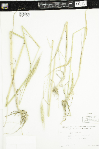 Secale cereale image