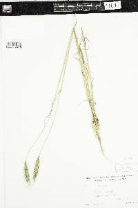 Secale cereale image