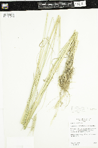 Secale cereale image