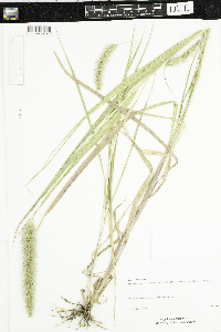 Setaria faberi image