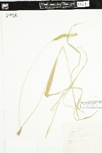 Setaria faberi image