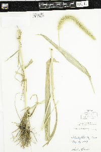 Setaria faberi image