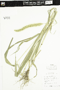 Setaria faberi image
