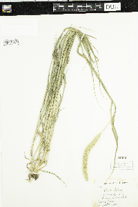 Setaria italica image