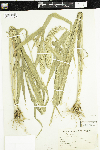 Setaria italica image