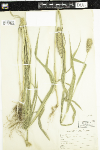 Setaria italica image