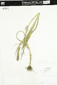 Setaria italica image