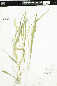 Setaria pumila subsp. pumila image