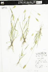 Setaria pumila subsp. pumila image