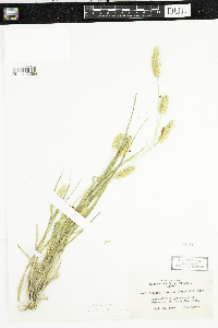 Setaria pumila subsp. pumila image